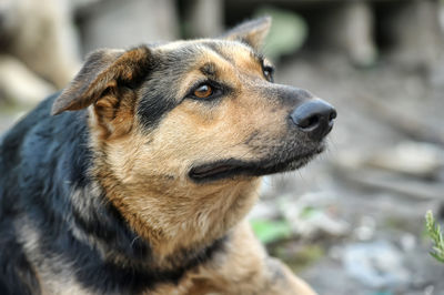 Close-up portrait of dog looking away