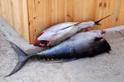 High angle view of fish for sale