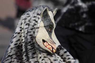 Close-up portrait of a fox carnival 