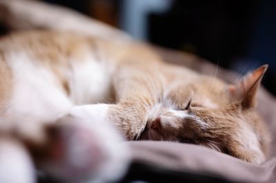 Close-up of cat sleeping