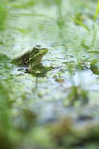 Close-up of frog