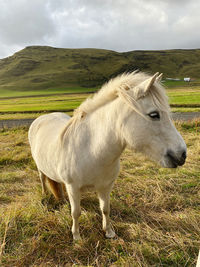 Horse standing on field farm icelander sun green grass holiday animal travel destination sun 