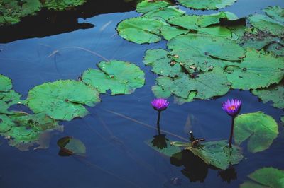 High angle view of lotus water lily in lake