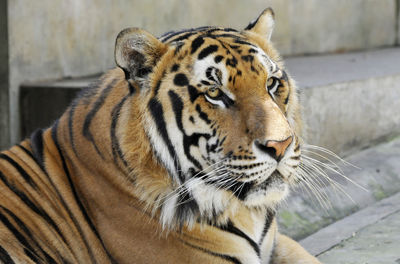 Close-up of tiger