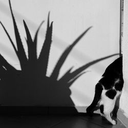 Shadow of a cat on wall