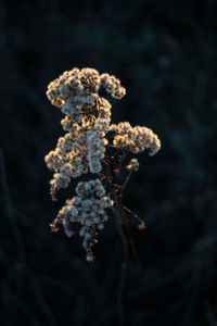 Close-up of frozen flower