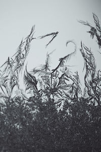 Close-up of ice crystals