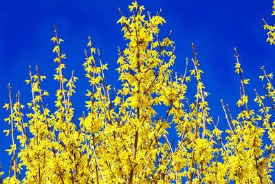 Close-up of yellow flowers against clear blue sky