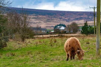 Sheep grazing on field