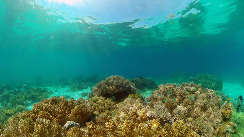 sea