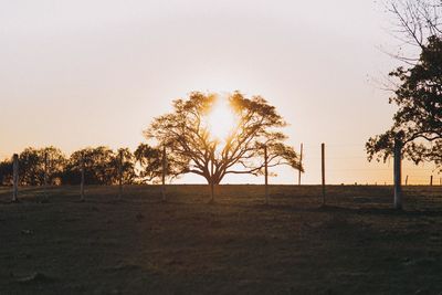 Trees on field against clear sky during sunset