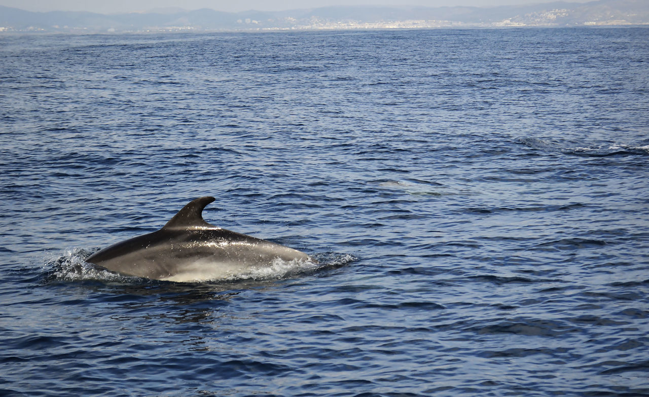 Delfines mulares