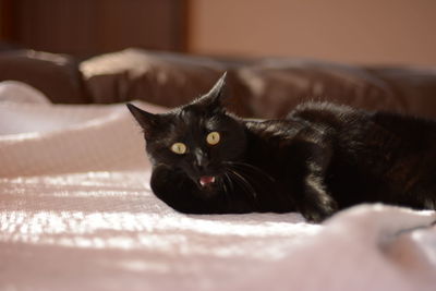 Portrait of cat relaxing on bed at home