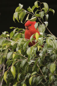 Close-up of a bird