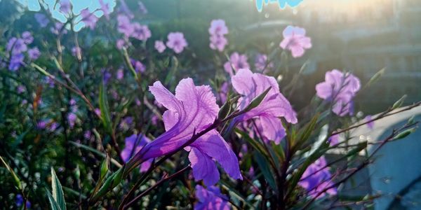 Close-up of pink flowering plant
