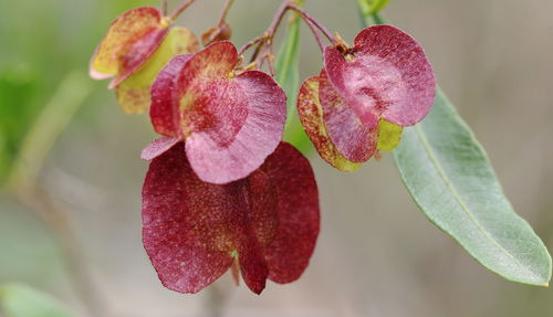 Close-up of pink flowering plant