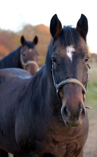 Close-up portrait of horse against sky