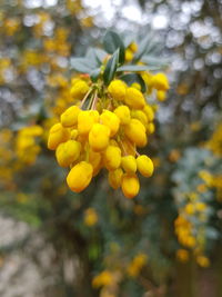 Close-up of yellow flowering plant