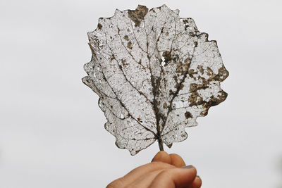 Cropped image of person holding dry leaf on white background