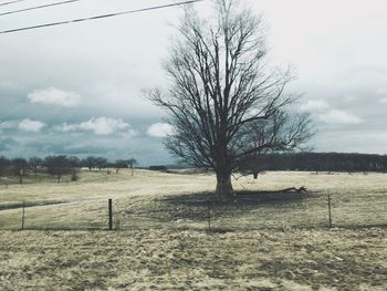 Bare trees on field against sky