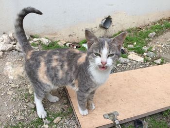 Portrait of tabby cat against wall