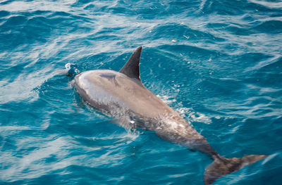 View of whale swimming in sea