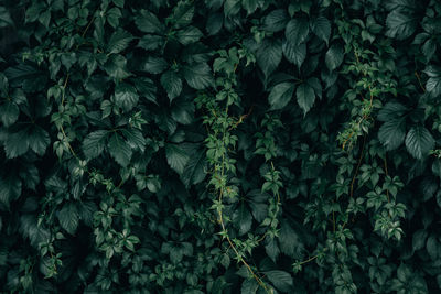 Low angle view of tree