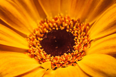 Extreme close-up of flower pollen