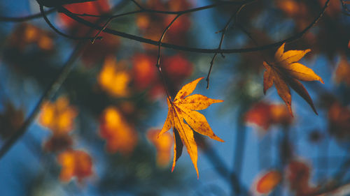 Close-up of maple leaves on branch