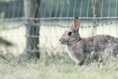 Adult wild rabbit close up set against background of wire fencing. soft muted colours. nice image