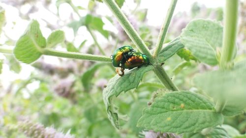 Close-up of insect on plant