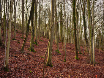 View of trees in forest