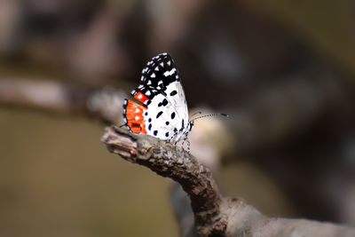 Close-up of butterfly on plant