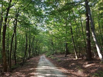 Footpath amidst trees in forest