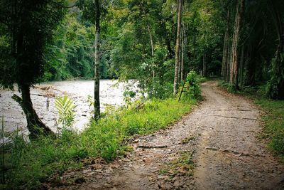 Narrow walkway along trees in park