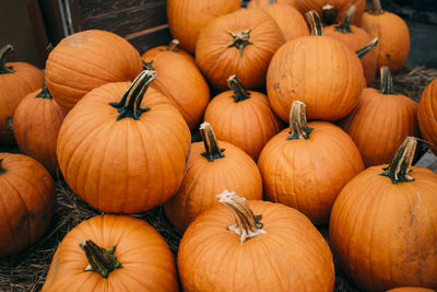 High angle view of pumpkins on field