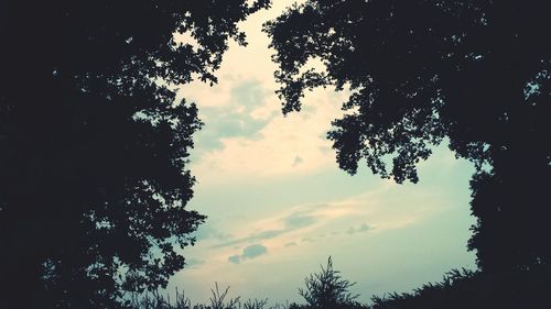 Low angle view of silhouette trees against sky