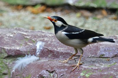 Close-up of bird perching on rock