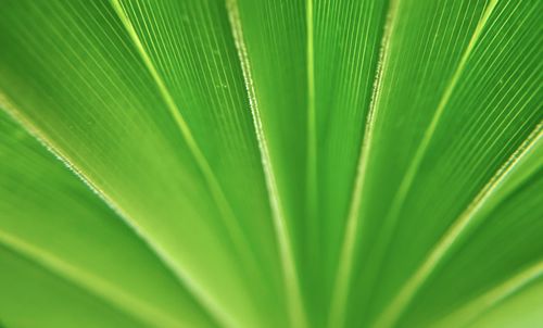 Full frame shot of palm leaves
