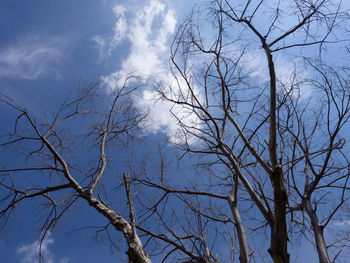 Low angle view of bare trees against blue sky