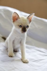 Portrait of white cat on bed