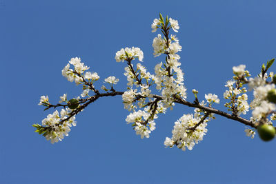 Low angle view of cherry blossom against clear blue sky