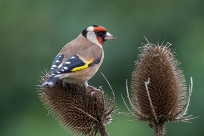 Close-up of gold finch perching on thistle