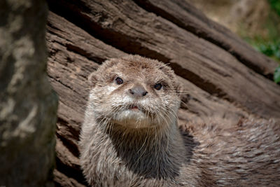 Close-up portrait of meerkat