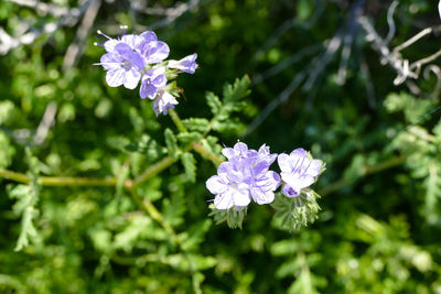 Close-up of purple flowers blooming outdoors