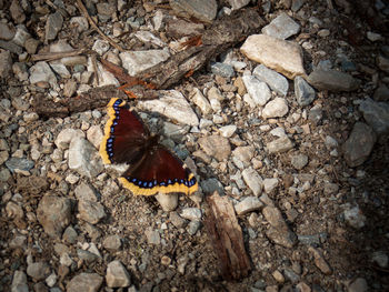 High angle view of butterfly on rock