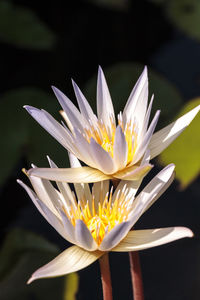 Close-up of white water lily