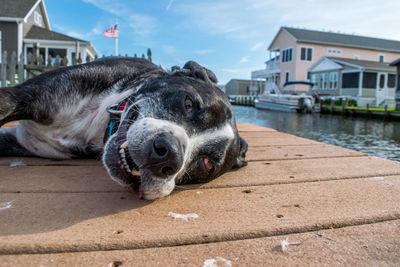 Portrait of dog by house against sky