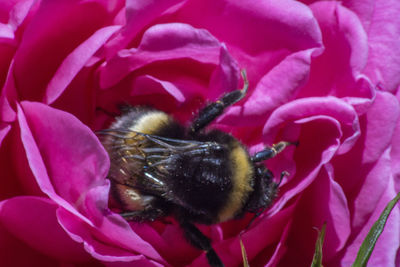 Close-up of bee on pink flower