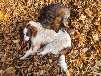 High angle view of dog